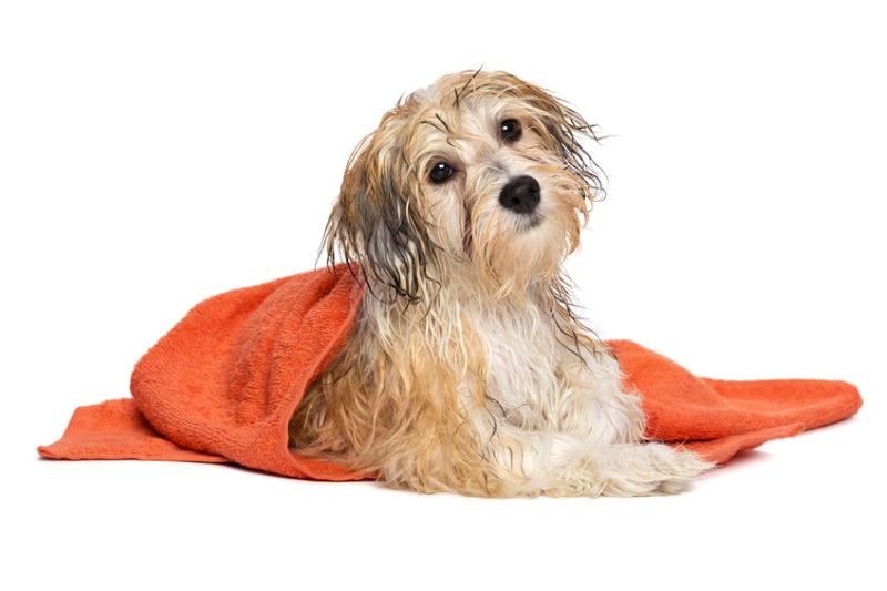 wet dog in orange towel